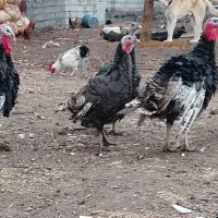 بوقلمو نروماده