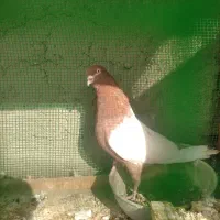 نر سینه ای بازی دار کمونه ای ماده سفید نقشی