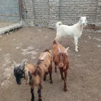 بز جوان و چاق