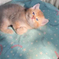 بریتیش گلد|گربه|رشت, گلباغ نماز|دیوار