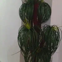 درخت