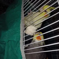 جفت عروس هلندی مولد|پرنده|سرخنکلاته, |دیوار