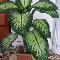 گل دیفن باخیا