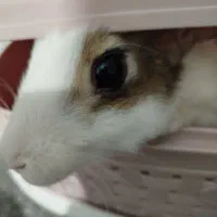 خرگوش داچ آلمانی|موش و خرگوش|تهران, ازگل|دیوار