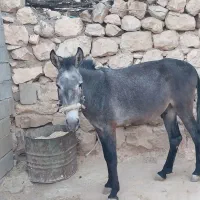 قاطر