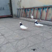 کبوتر سبز وتوقی|پرنده|ایوان, |دیوار