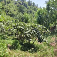 باغ کیوی با ۷۰ درخت ۵ساله