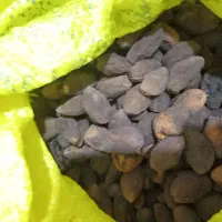 فروش انواع خشکبار حبوبات|خوردنی و آشامیدنی|رشت, سلیمانداراب|دیوار