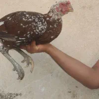 حیوانات مزرعه|حیوانات مزرعه|میناب, |دیوار