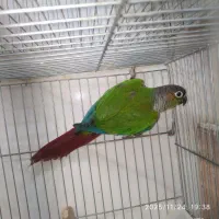 طوطی گرینچیک ماده.عروس وبرزیلی بالغ|پرنده|بهبهان, |دیوار