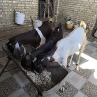 بزماده|حیوانات مزرعه|خرمشهر, |دیوار