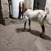 بزغاله گلابی