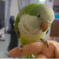 پرنده طوطی راهب گم شده