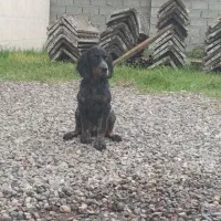 سگ شکاری سیتر فرانسه آموزش دیده چهارماه نر|سگ|رشت, حومه رشت|دیوار