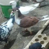 ۲۵تا نر رنگی