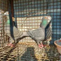 کفتر الماسی پلاکی