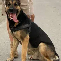 جفت گیری ژرمن