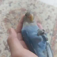 طوطی برزیلی آبی