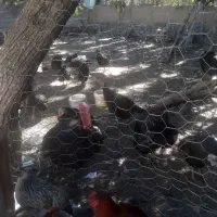 بوقلمون زندهکیلویی۴۰۰ت۵۰۰تومان