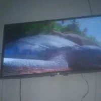 تلویزیون 43اینچ تی سی ال|تلویزیون و پروژکتور|خمام, |دیوار