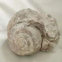 فسیل حلزون دریایی