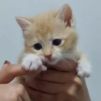 گربه|گربه|رشت, حمیدیان|دیوار