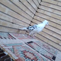 کفتر ابلغ مفلق|پرنده|اصفهان, کوی امیریه|دیوار