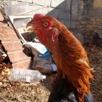 خروس لاری فروشی