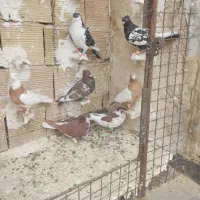 کفتر پرشی|پرنده|مشهد, ادیب نیشابوری (شهرک غرب)|دیوار