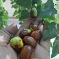 عناب