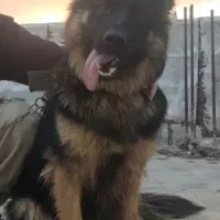 ژرمن...توضیحاتو بخون.