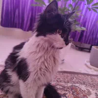 گربه نژاد دار