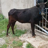 ۴عدد گاو گوساله هلشتاین قربانی ۲دندان