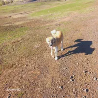 سگماده۹ماهه|سگ|ثمرین, |دیوار