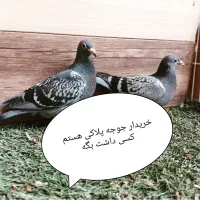 کبوتر پلاکی