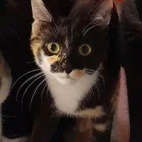 واگذاری گربه