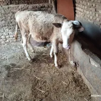 گوساله ۸ ماهه