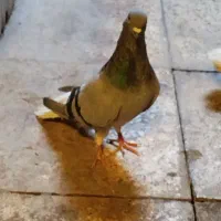 کفتر سبز دم سفید|پرنده|چهاردانگه (تهران), |دیوار