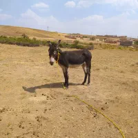 الاغ