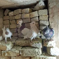 کفترچپ وطوقی وتهرونی سفیدوسار وسینه|پرنده|مشهد, ایوان|دیوار