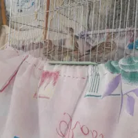 سهره خاکی دحن لر|پرنده|صحنه, |دیوار