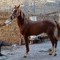 برکت اسب دره‌شوری شجره دار (سالار)