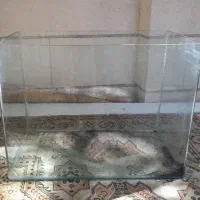 اکواریم