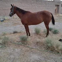 فروش اسب مادیان
