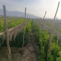 نهالستان و نهال فروشی ،مرکبات.گل.سیاه درخت.