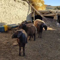 قوچ هترو و همو