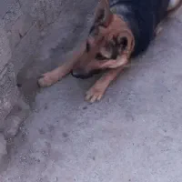 سگ گرگی|سگ|نگین شهر, |دیوار