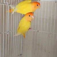 فروش بهترین نژاد کوتوله و فیشر. همگی مولد