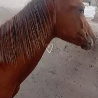 نریون 1ونیم ساله