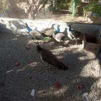 فروش طاووس|حیوانات مزرعه|هشتگرد, فشند|دیوار